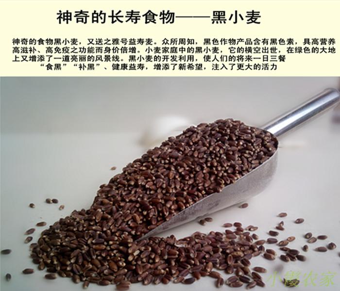 老奶奶逐梦黑小麦